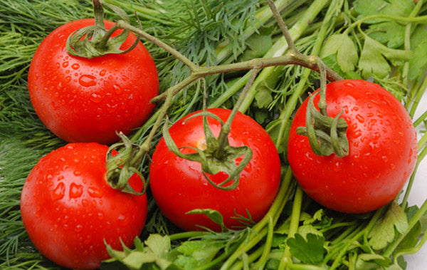 organic tomatoes produce the best lycopene