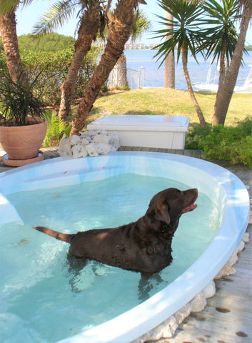 Molly Brown, Bobbi's dog in a tub
