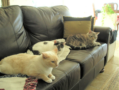 Three cats sitting on a couch in a living room