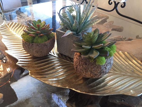 interior glow succulents