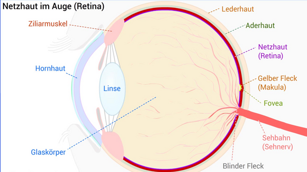 Aufbau der Netzhaut im Auge