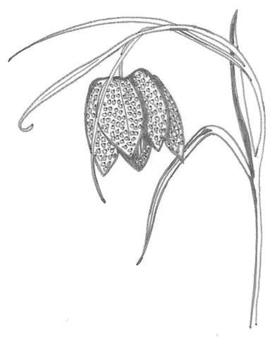 Tulip drawing by Sally Lees