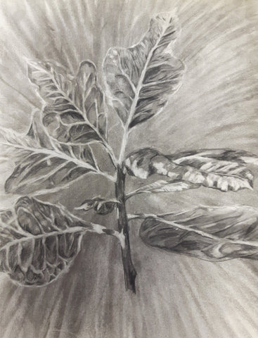 Drawing of a plant by Sally Lees - Bradford - Circa 1990