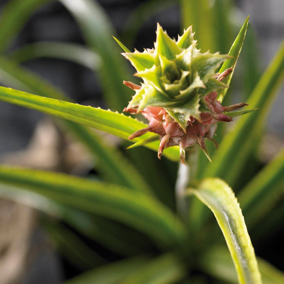 postkantoor de studie geboren Ananasplant | Verzorging & tips | Plantsome