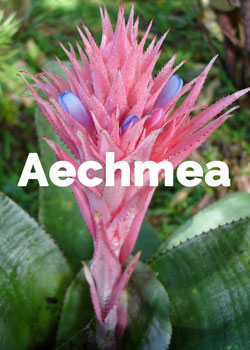 Aechmea | & Plantsome
