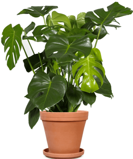 Monstera Deliciosa kopen? Online kamerplanten thuisbezorgd - Plantsome