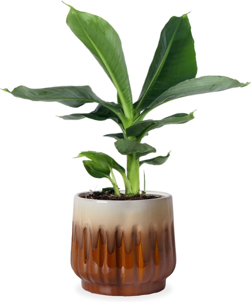 Musa dwarf cavendish (Bananenplant) Plantsome