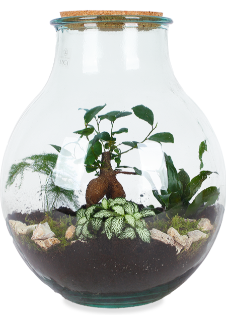 Vernederen Op de kop van redden Terrarium (Boris) kopen | Plantsome