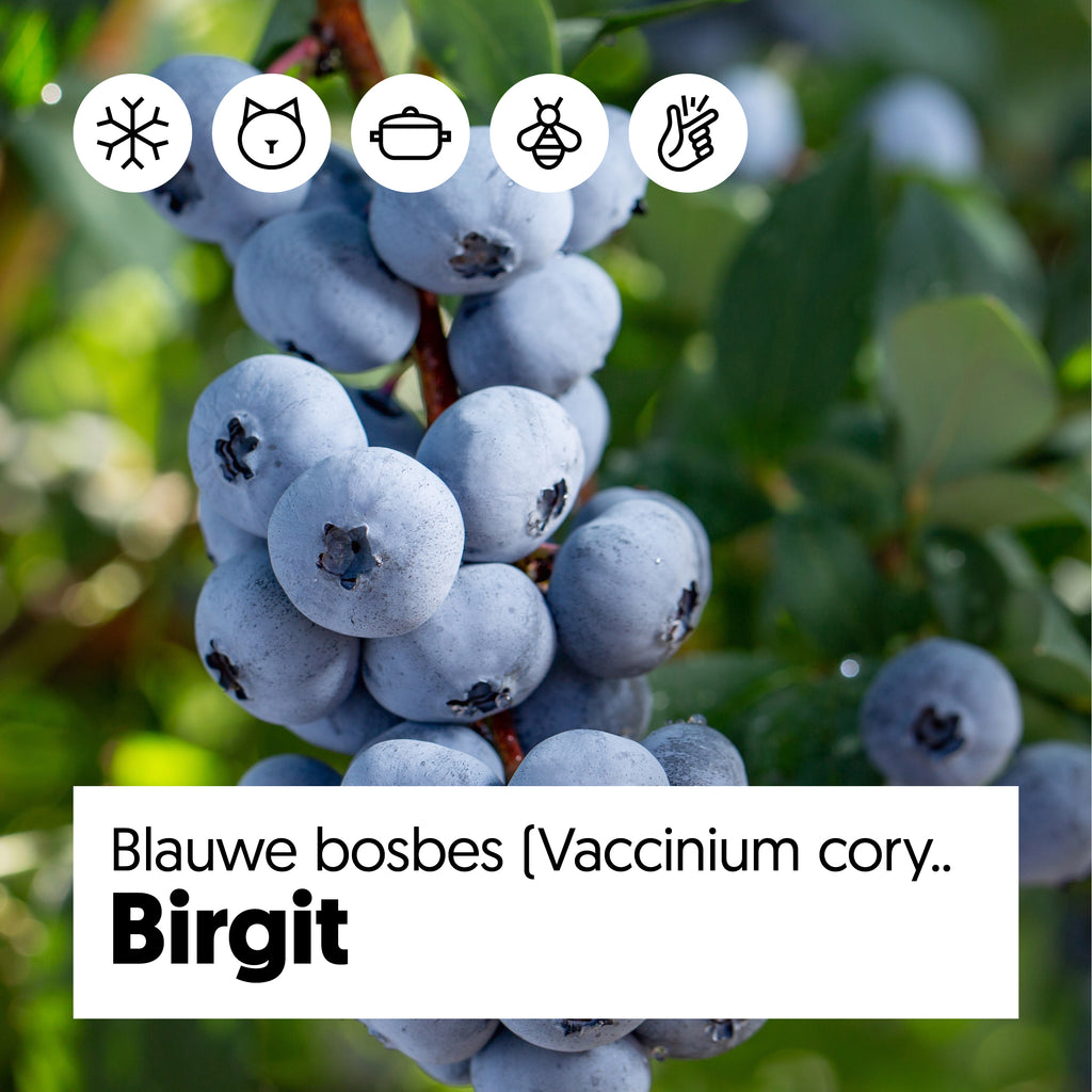 Gloed Lief Taille Vaccinium corymbosum (Blauwe bosbes) online kopen | Plantsome