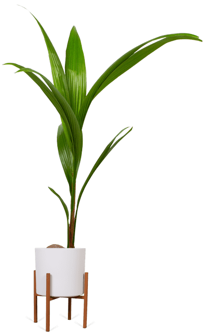 Kokospalm Coco | Plantsome