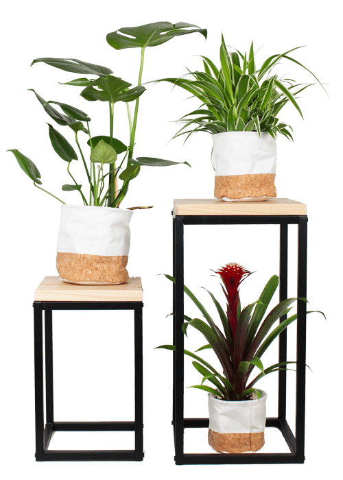 twee troon Pardon Oskar Sr. 60cm Planttafel | Speciaal voor Kamerplanten | Plantsome