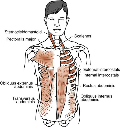 Trigger Point therapy - Respitory Muscles