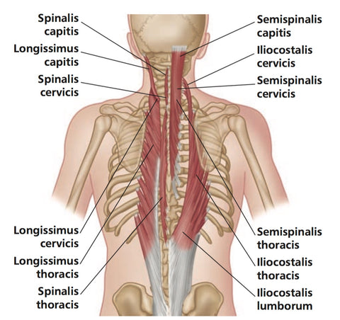 Erector Spinae Trigger Points