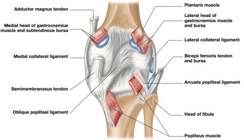 Knee Pain Trigger Points
