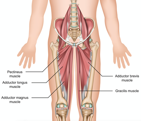 Hip Adductor Trigger Points are Common