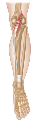 Plantaris Trigger Points