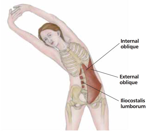 Rectus Abdominis Trigger Points