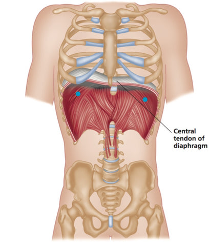 Diaphragm Trigger Points