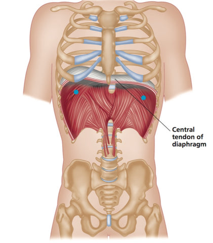 Diaphragm Trigger Points