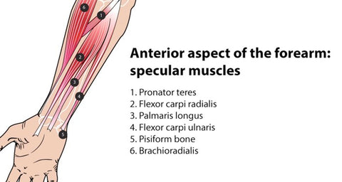 Climber's Elbow Trigger Points