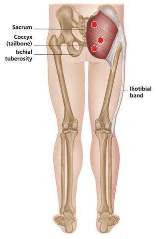 Gluteus Maximus Trigger Points