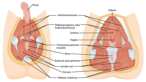Pelvic Floor Muscle Trigger Points