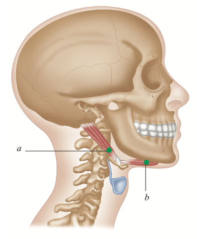 Trigger Point Release TMJ