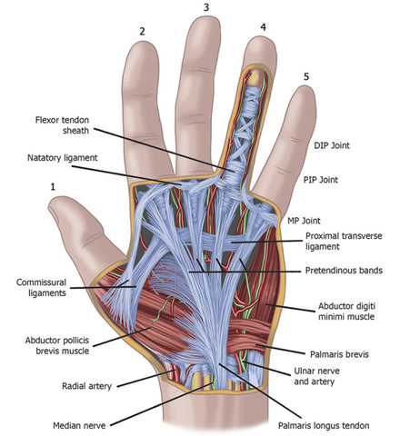 Hand Anatomy Course