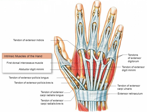 Hand Muscle Trigger Points