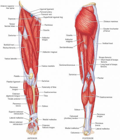 Lower Body Trigger Points