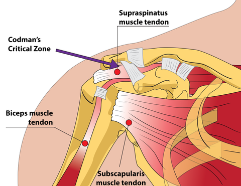 Rotator Cuff Trigger Points