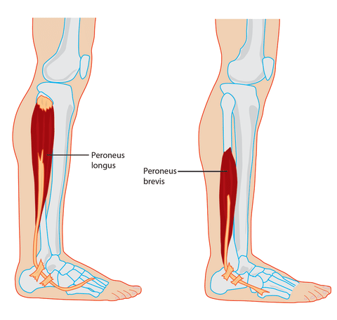 Peroneal Muscles Trigger Points