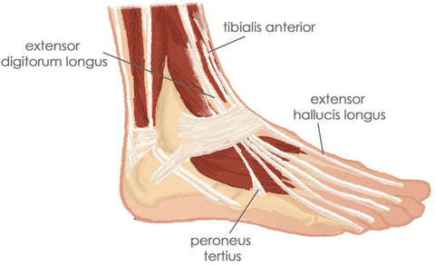 Peroneal Trigger Points