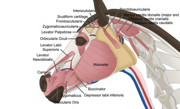 Horse Muscles of the Head Neck Trigger Points
