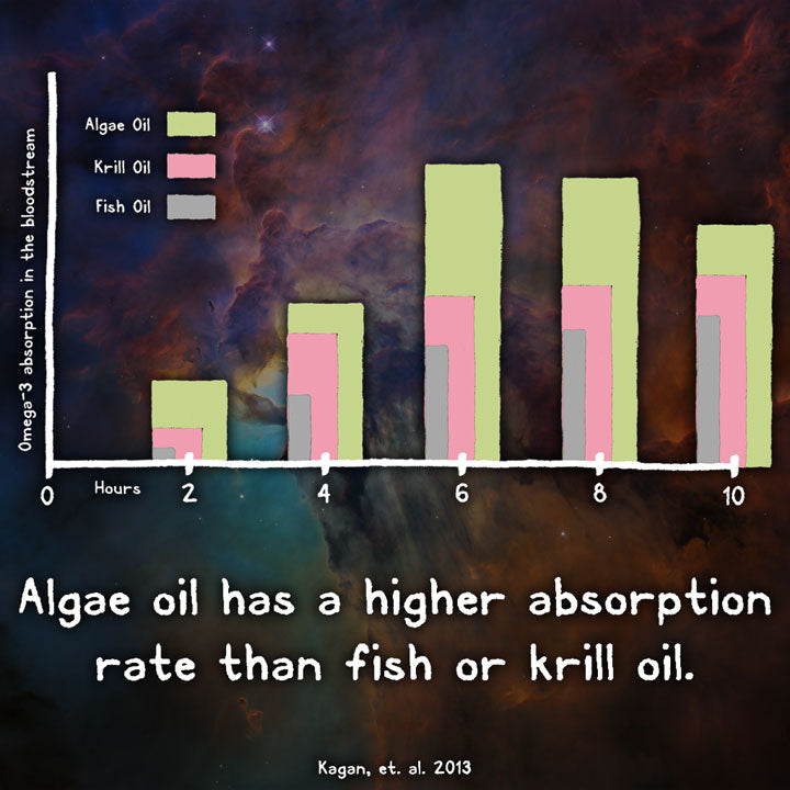 RAWr Algae Oil vs Fish Oil Krill Oil Absorption
