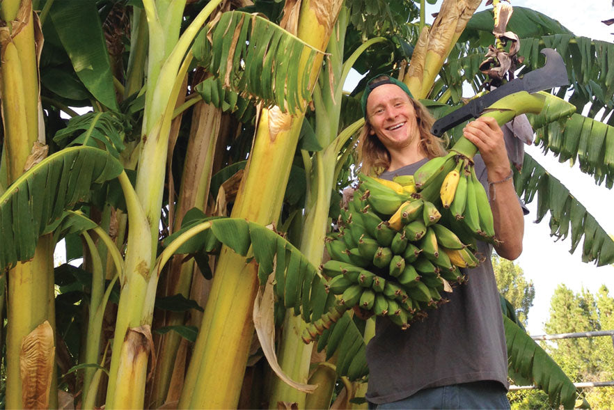 joey motta backyard goldfinger banana harvest phoenix arizona