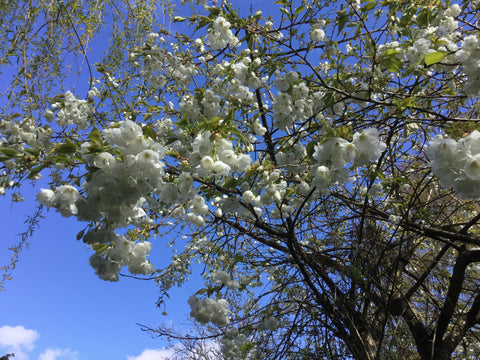 Cherry Blossom