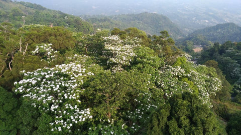 Taiwan Mountains