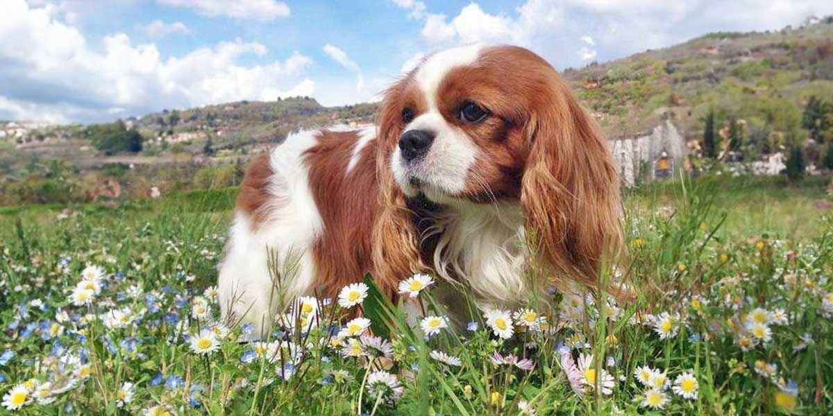 Cavalier King Charles Spaniel 