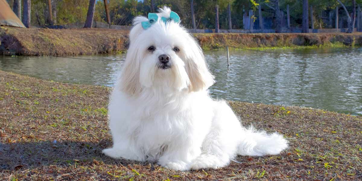 Lhasa Apso