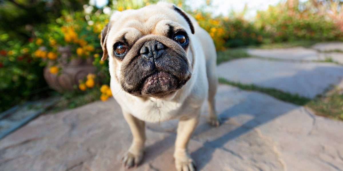 Pug