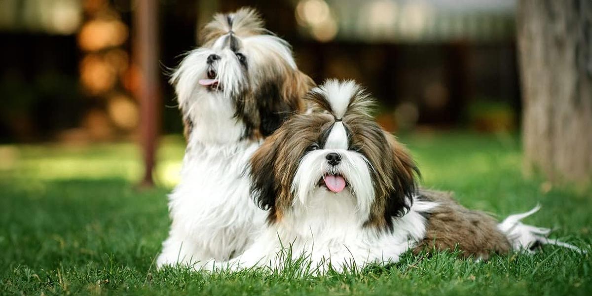 Shih Tzu