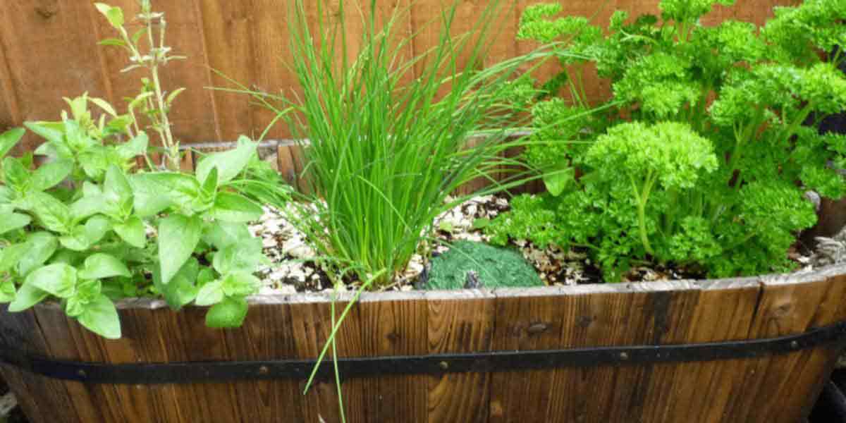 garden herbs