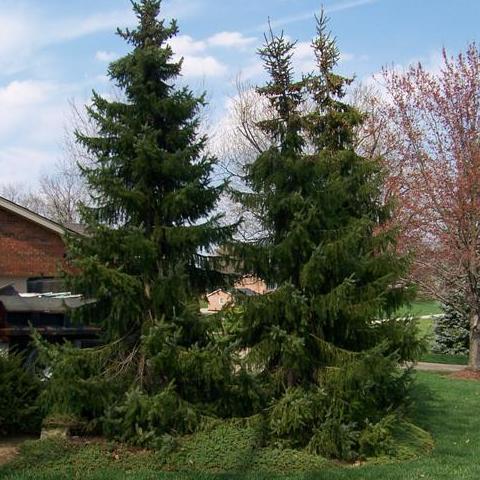 Picea omorika Serbian spruce � Kelly Nursery LLC