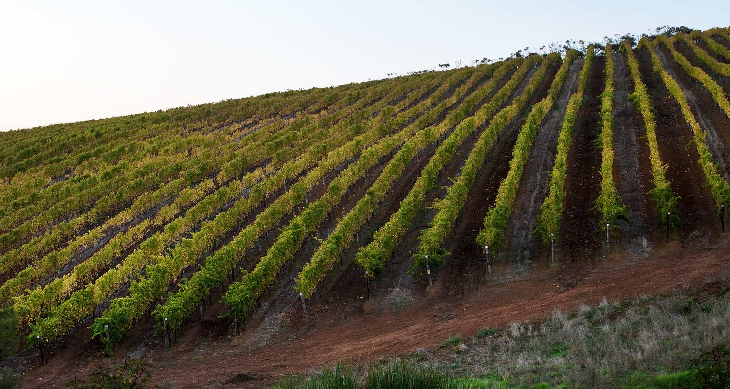 De Grendel Wines Cape Town Harvest Report