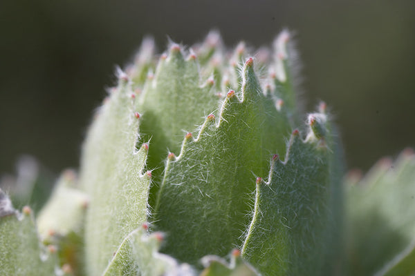 De Grendel Plants