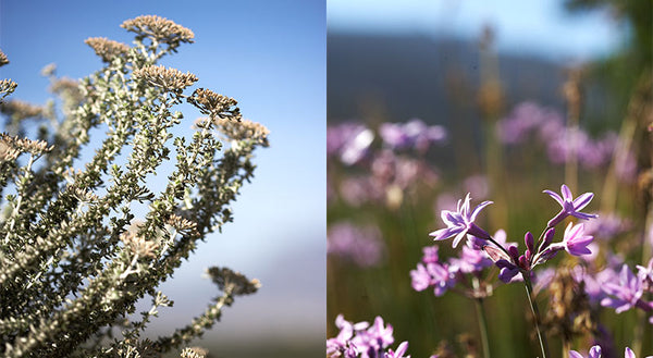 De Grendel Plants