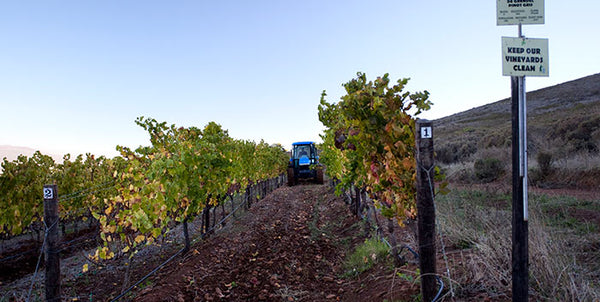 De Grendel Wines Vineyard