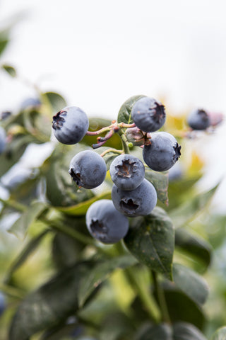 De Grendel Blueberries