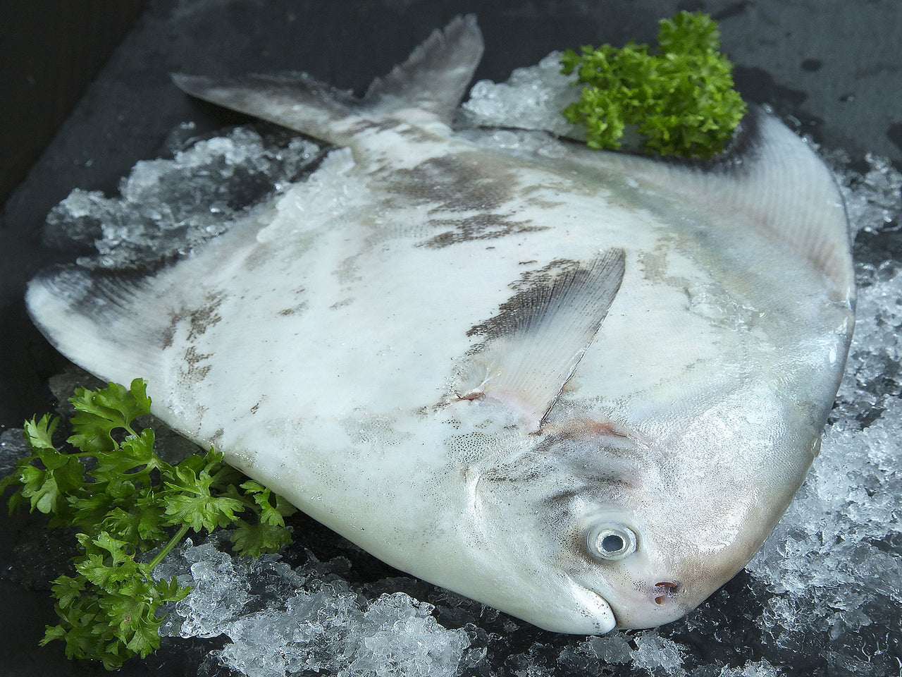 wild caught chinese pomfret 斗鲳鱼 fresh fish third generation